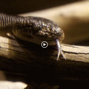 Meet your Posher, Patrice